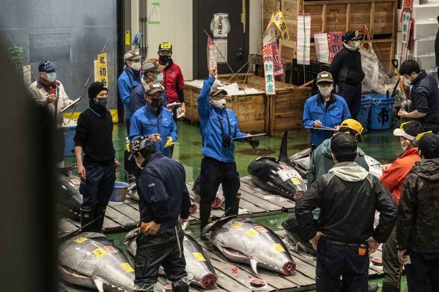 日本豐洲市場新年鮪魚首拍最高價620萬港元