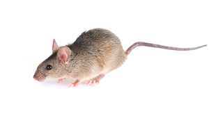 為何老鼠在冬天搬去你家？應該如何預防？