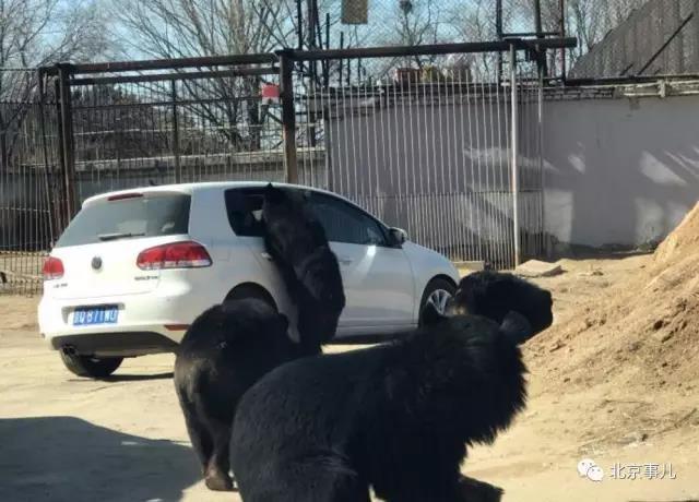 北京八達嶺動物園內一自駕車遭黑熊圍堵