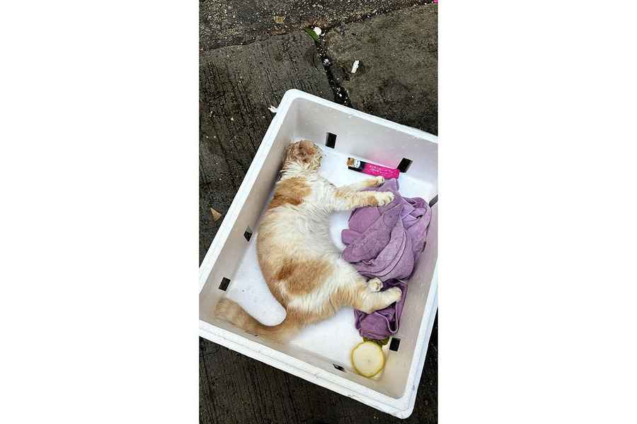貓貓被綁袋棄垃圾站 警拘48歲男貓主