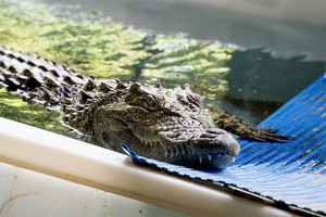 八鄉鱷魚加入海洋公園 現舉行徵名活動