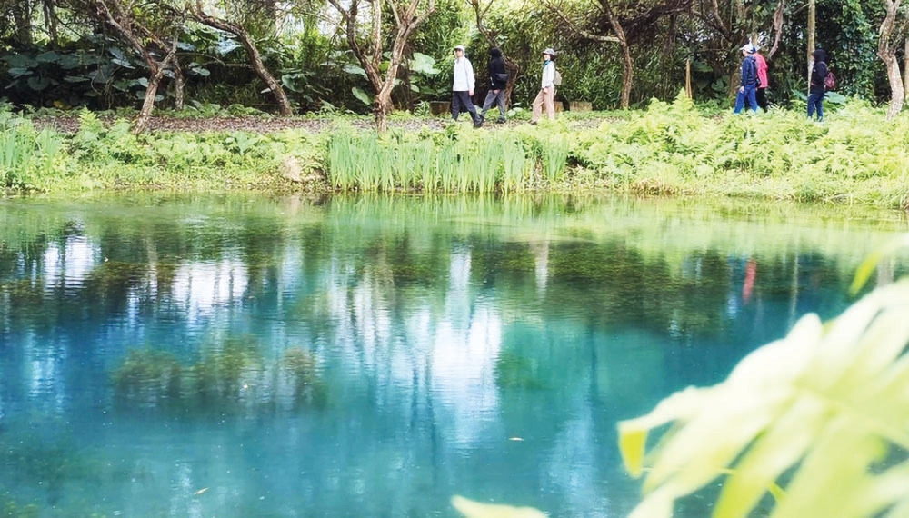 台灣花蓮秘境 美麗的拉索埃湧泉生態園區