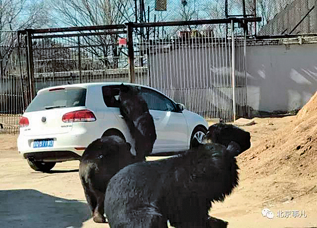 兒童遊動物園誤開窗 黑熊熊爪伸進車