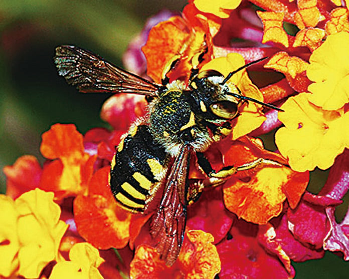 蜜蜂能學會踢球取美食讓科學家驚訝