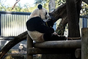上野熊貓「重出江湖」 有望產熊貓寶寶