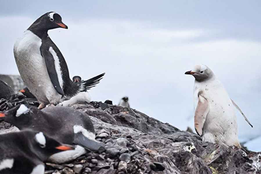 概率僅兩萬分之一  罕見白色企鵝現蹤南極