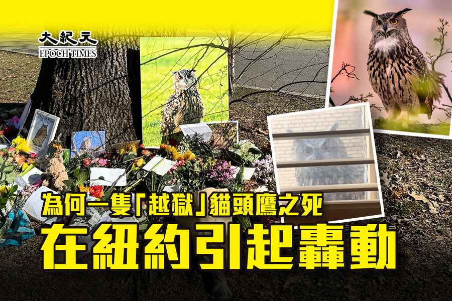 為何一隻「越獄」貓頭鷹之死在紐約引起轟動