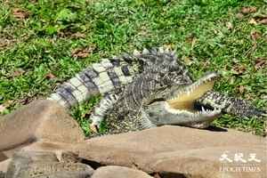 八鄉鱷魚被命名為「百香果」 新居「鱷園」周六起開放（有片）