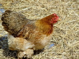 美田納西州發現首例高致病性禽流感病毒