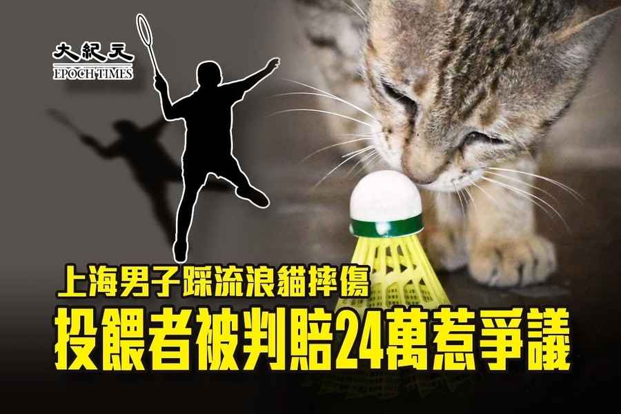 上海男子踩流浪貓摔傷 投餵者被判賠24萬惹爭議