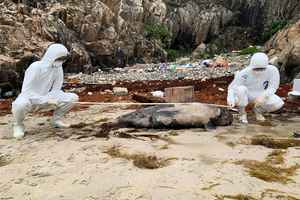 鯨豚擱淺｜兩江豚屍體在西貢發現