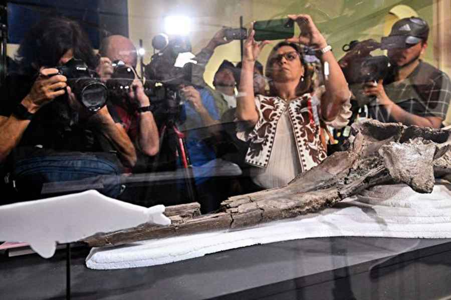 秘魯出土巨型淡水海豚化石 距今1600萬年
