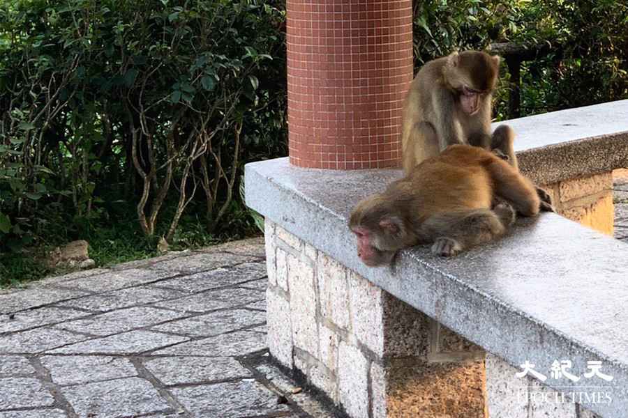 衞生防護中心錄得首宗猴疱疹病毒感染（有片）