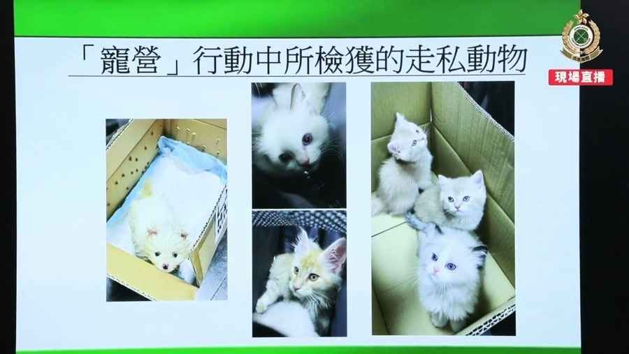 海關破非法走私動物案 檢6貓1狗