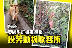 英國牛群逃離農場 投奔動物收容所