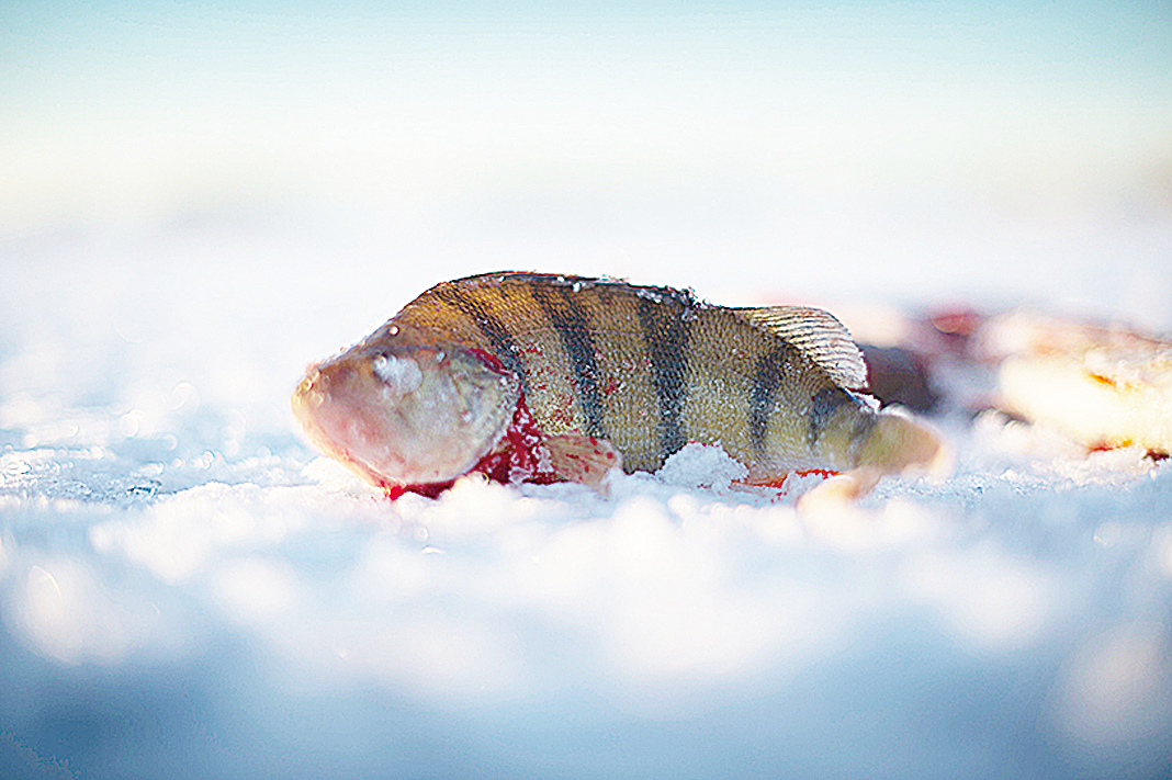 飲食中用天然魚類代替肉類，有助減緩波羅的海污染。（AFP）