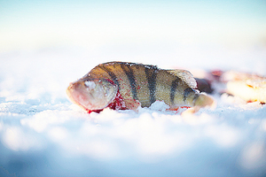 波羅的海污染嚴重 專家建議飲食多魚少肉