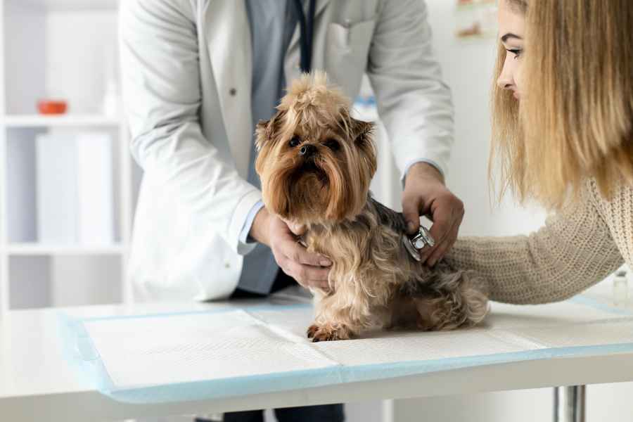 如何得知 小狗有病痛？ 獸醫告訴你觀察線索