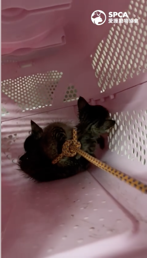 貓B被困凍櫃背大聲求救 愛協上傳拯救影片