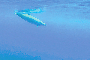 潛水3千米北大西洋現深海鯨