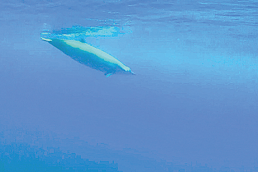 潛水3千米北大西洋現深海鯨
