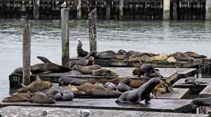 上千隻海獅聚集三藩市漁人碼頭 15年來首見