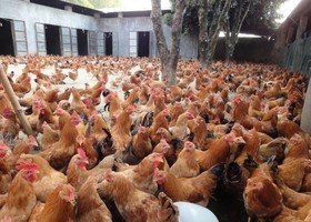 大陸禽流感疫情持續 二月有61人死亡