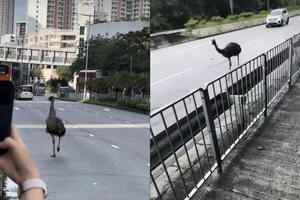 澳洲鴕鳥鴯鶓馬路飛奔 於濕地公園路被捕獲