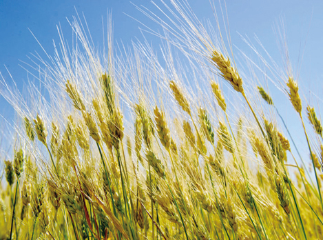 安徽農戶幾十畝小麥  被人開收割機偷走