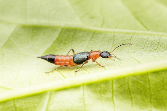 蟲子惹禍 浙江女子一覺醒來差點毀容