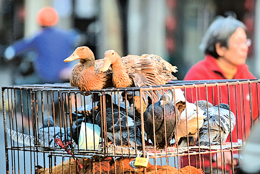 湖北大冶爆H5N6亞型禽流感疫情