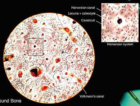 模仿人骨奇妙微觀結構 科學家研製超強鋼材
