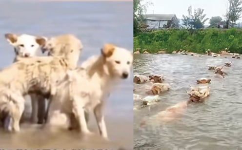 洞庭湖決堤後 動物求生影片曝光