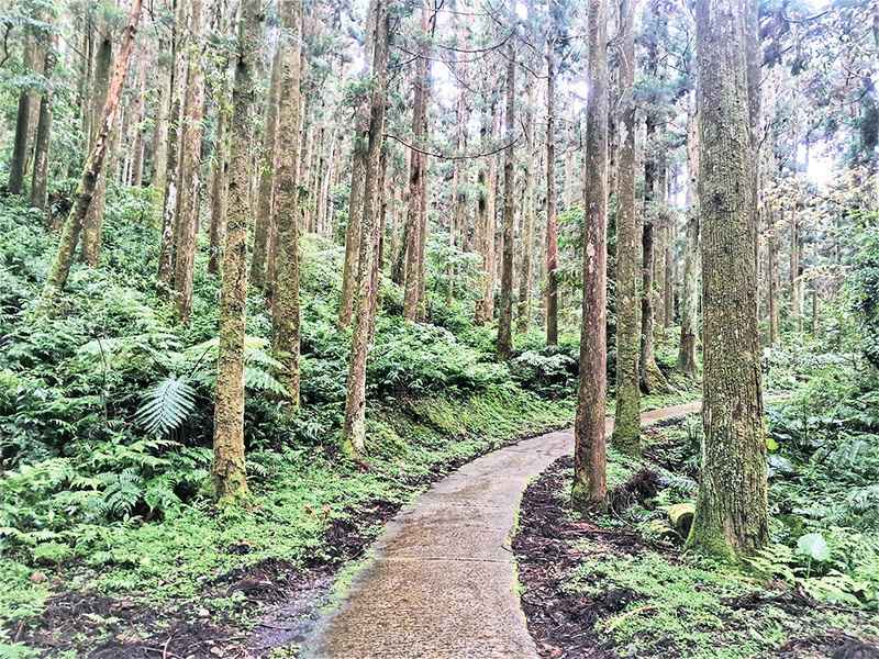 山林「森」呼吸 漫步台灣桃園東眼山步道