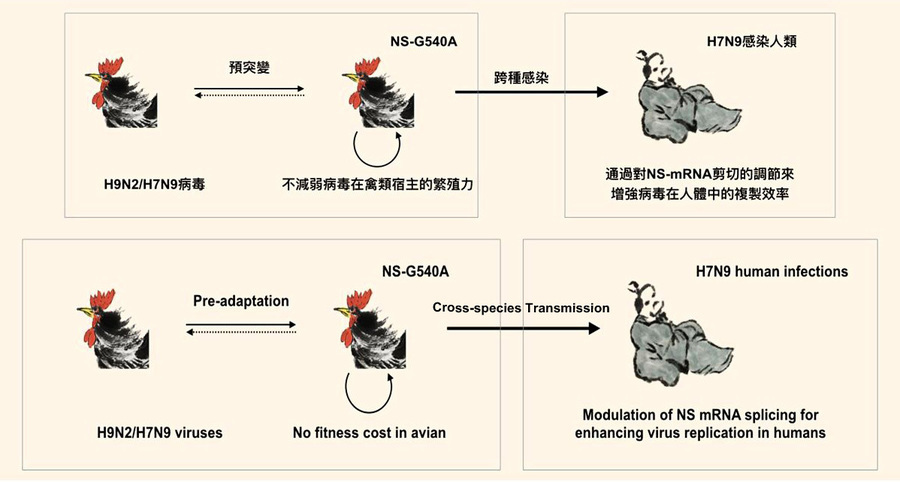 港大：H7N9基因突變 致病毒容易感染人類