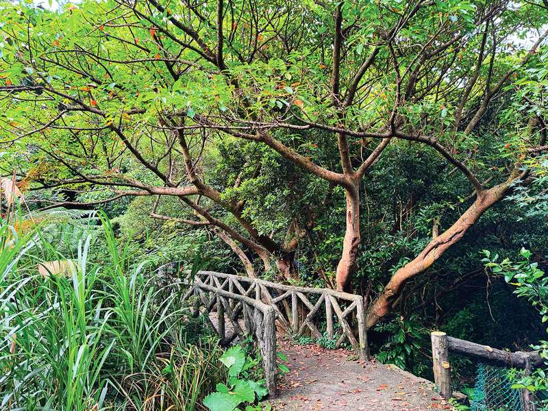 陽明山秘境「天母古道」 多種走法輕鬆健行