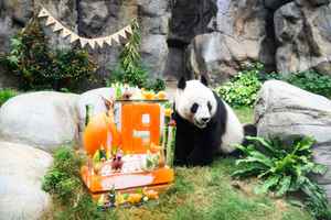 海洋公園為大熊貓慶祝生日 送冰蛋糕