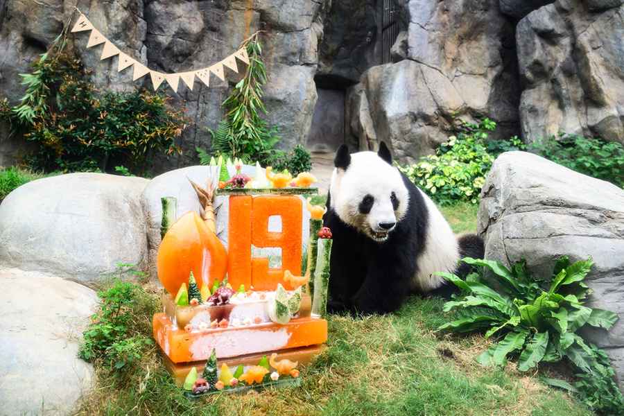 海洋公園為大熊貓慶祝生日 送冰蛋糕