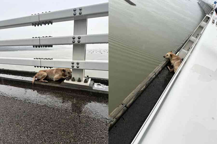 受傷狗困深圳灣大橋 被帶走後死亡 主人待尋