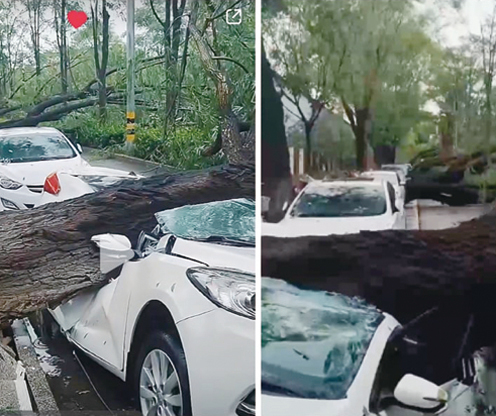 北京暴雨颳「妖風」 大樹成排倒地砸車