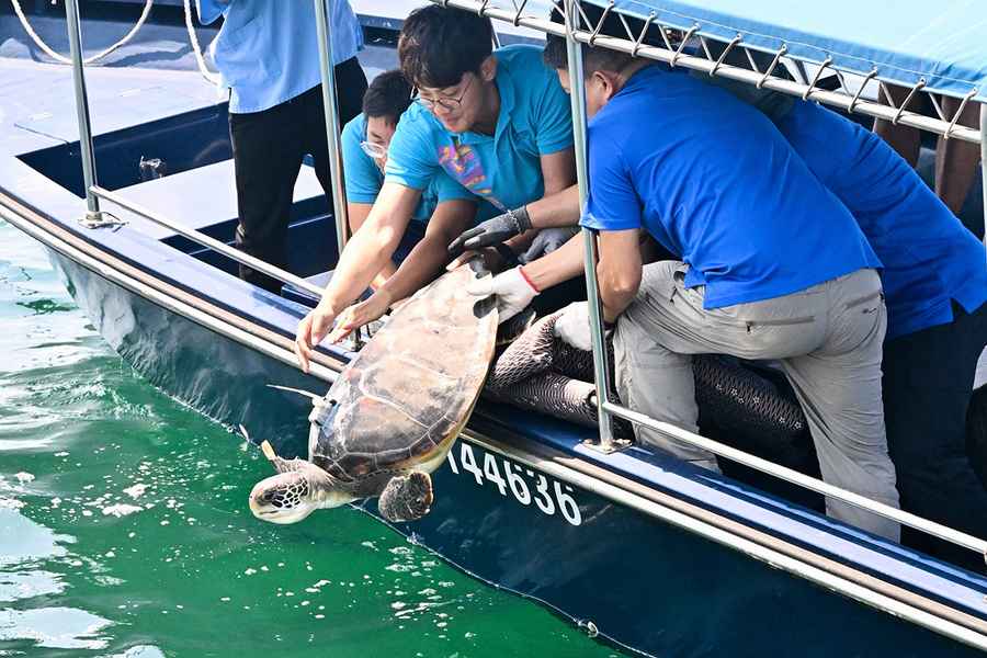 前年大嶼山救獲綠海龜 漁護署今放回大海