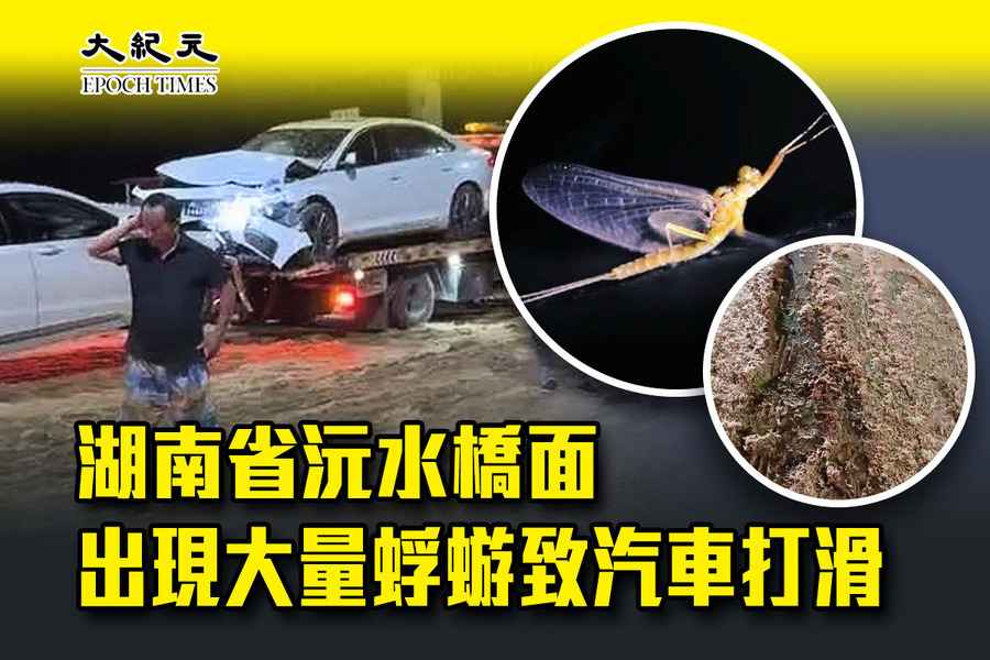 湖南省沅水橋面出現大量蜉蝣致汽車打滑