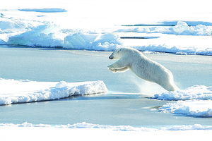 高溫、海冰縮小、北極熱浪 今年極端氣候將持續