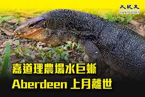 嘉道理農場水巨蜥Aberdeen上月離世