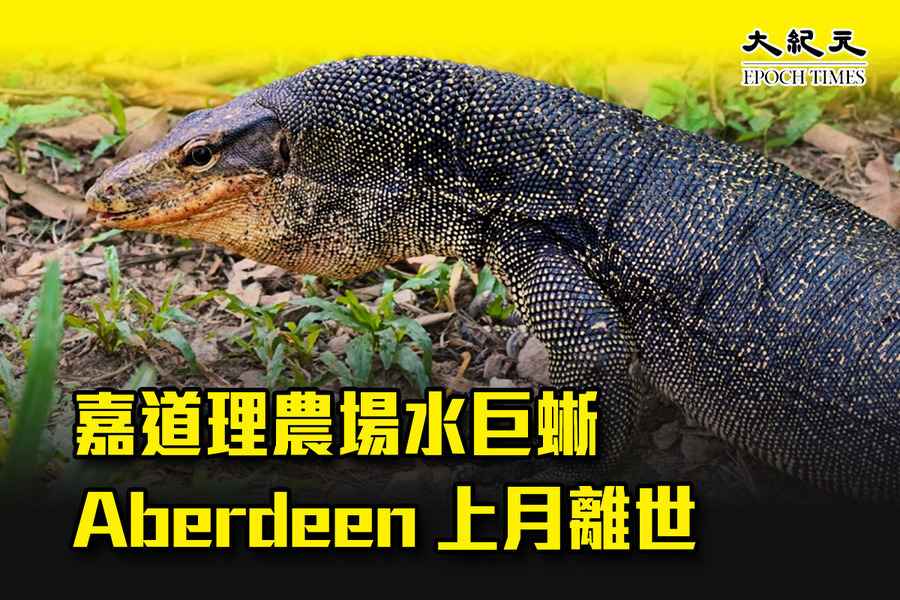 嘉道理農場水巨蜥Aberdeen上月離世