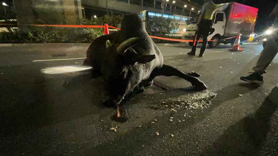 【有片】遭西沙路的士撞倒 牛牛「家慈」傷重不治