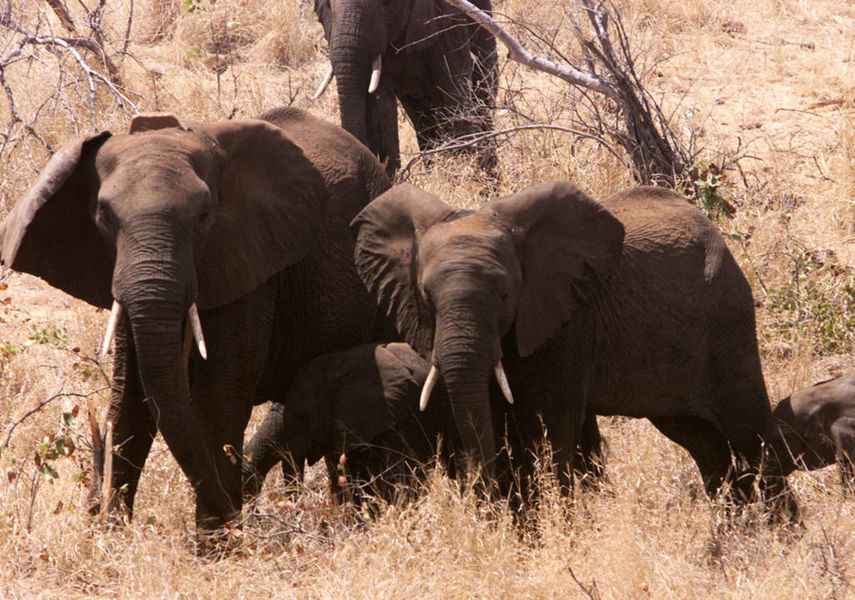 非洲南部乾旱嚴重 被迫食用大象等野生動物