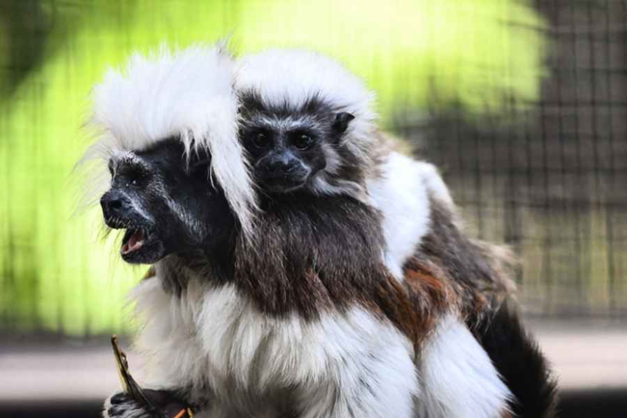 動植物公園9猴染類鼻疽亡 疑與翻土工程有關