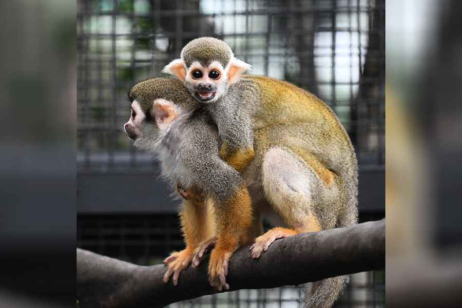 香港動植物公園哺乳類動物區周五重開