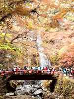 日本秋賞楓：勝尾寺 香嵐溪